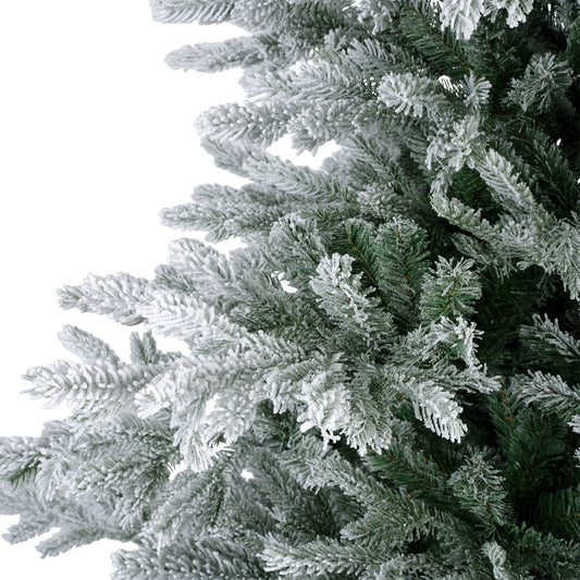 Everlands 6ft 'Snowy Grandis Fir'