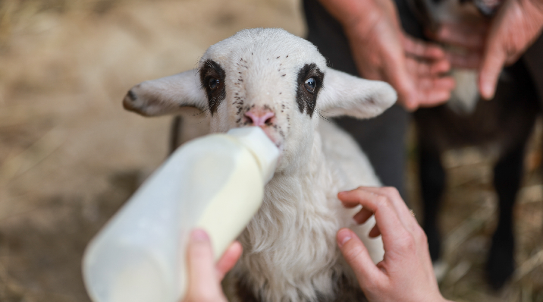 Lamb Bottle Feeding Experience at Wentworth Family Farm