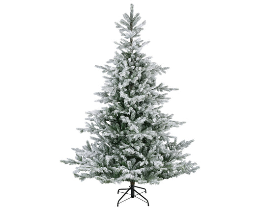 Everlands 7ft 'Snowy Grandis Fir'