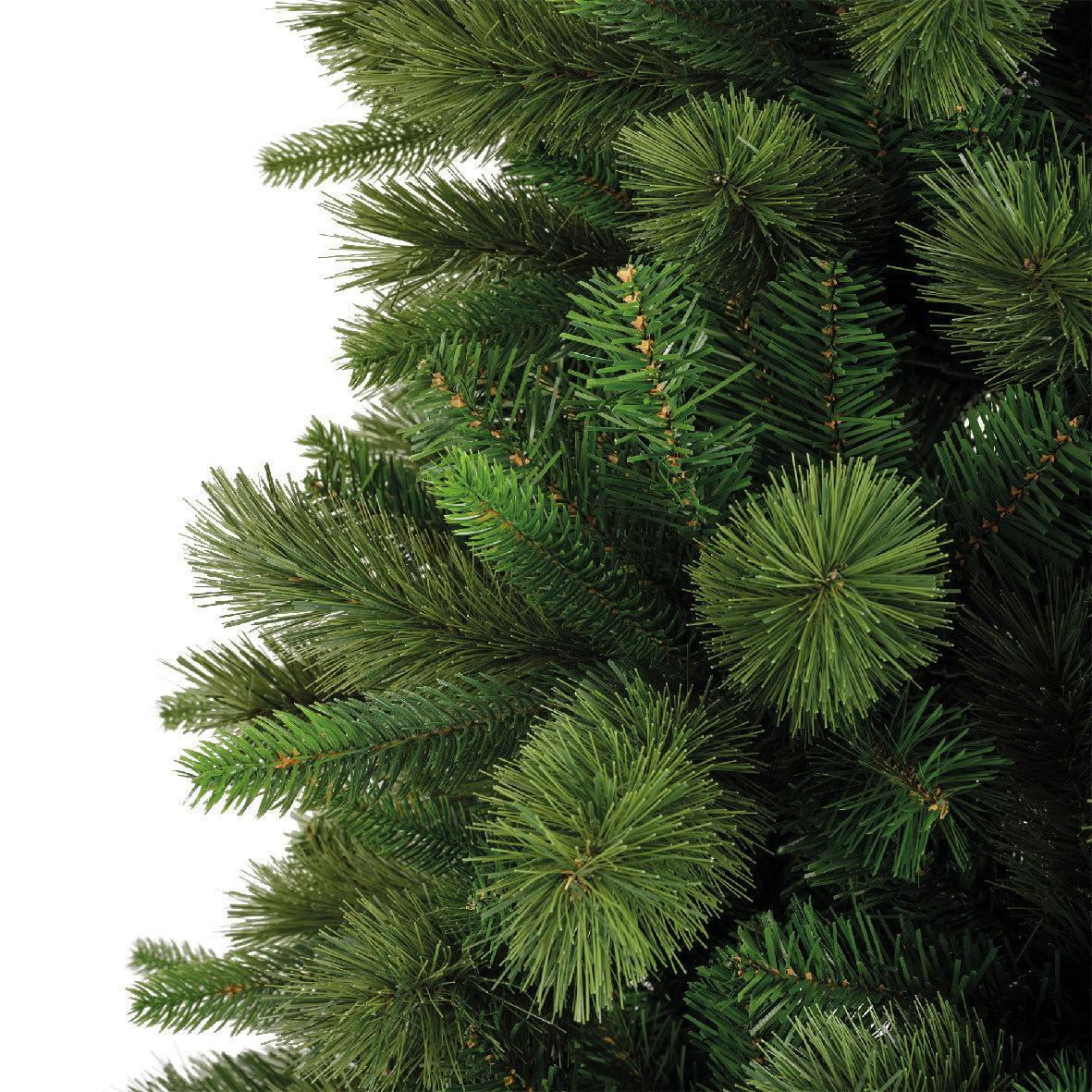 Everlands 6ft 'Edmonton Spruce'