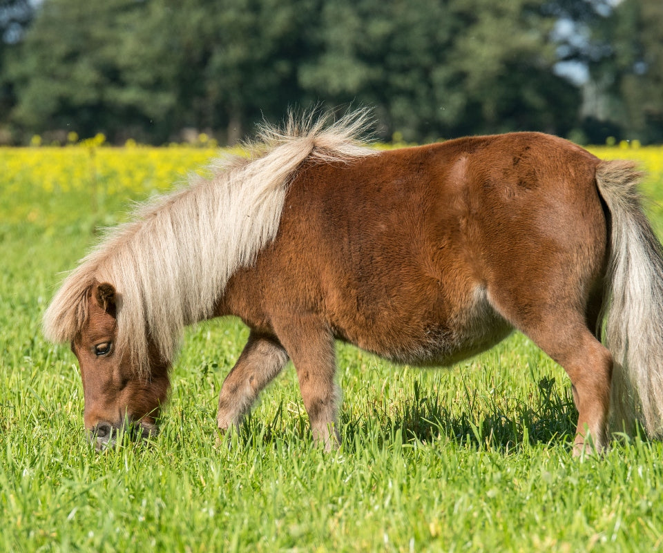 Shetland pony - Family Farm - Wentworth Garden Centre