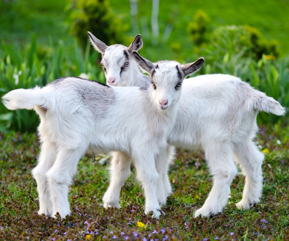 Baby goats - Family Farm - Wentworth Garden Centre