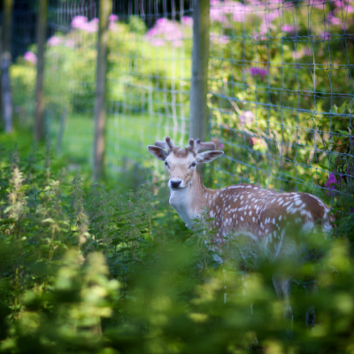 Deer paddock - Wentworth Garden Centre