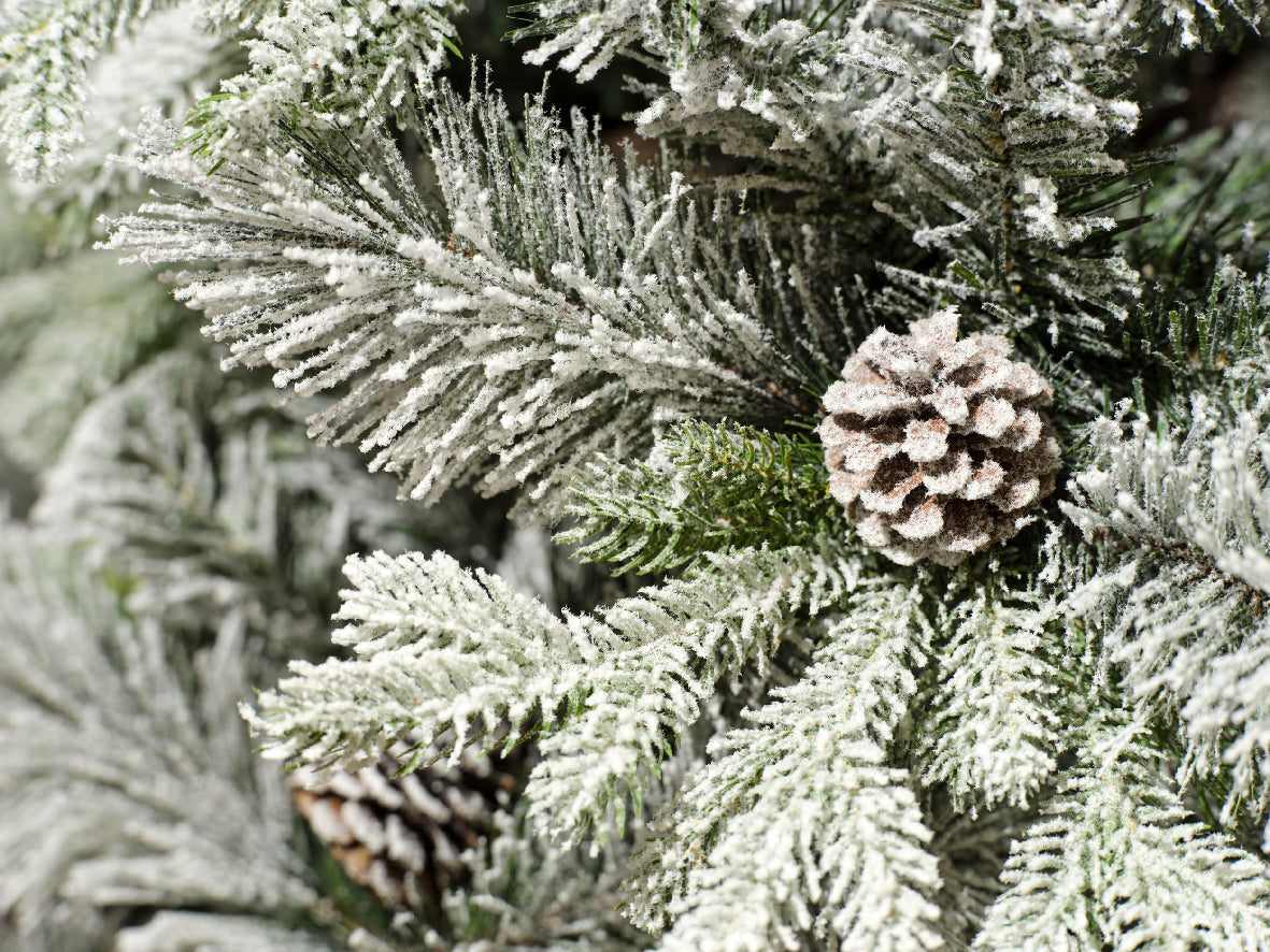 Everlands 6ft ‘Snowy Lausanne Fir'