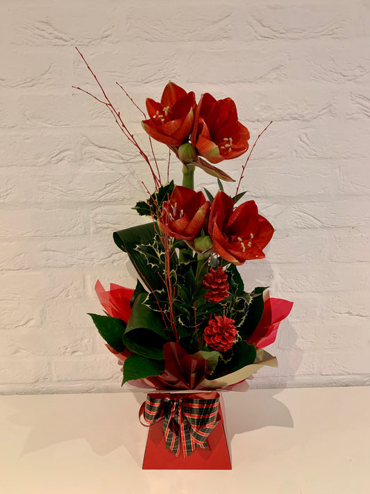 Festive Flowers - Amaryllis Box Arrangement