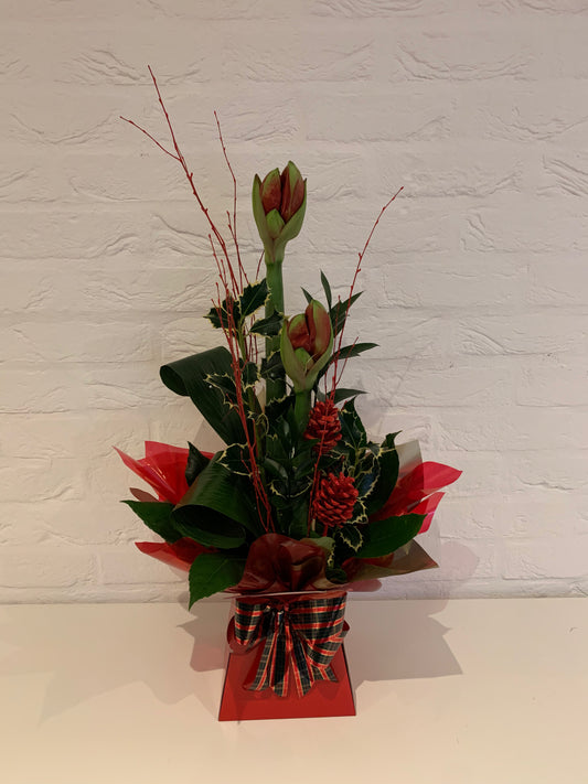 Festive Flowers - Amaryllis Box Arrangement